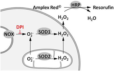 Interaction between Mitochondrial Reactive Oxygen Species, Heme Oxygenase, and Nitric Oxide Synthase Stimulates Phagocytosis in Macrophages